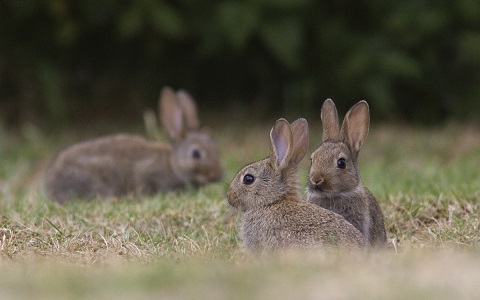 Australia emplea de nuevo un virus para erradicar a los conejos